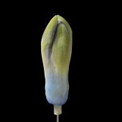 hyacinthknop (hyacinthus orientalis) 3-2013 4302